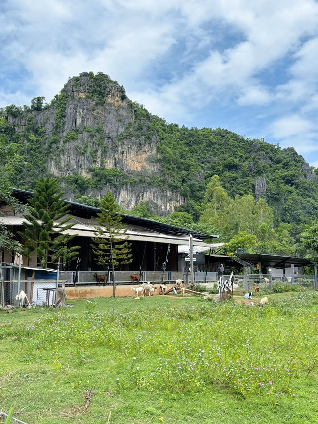 The Rock Cafe So Goood ไปเลี้ยงแพะกันไหม
