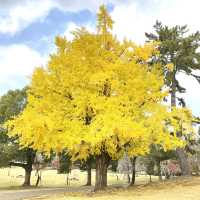🍂 นาราในช่วงใบไม้เปลี่ยนสี… ใบไม้ร่วงเป็นพรมสีทอง