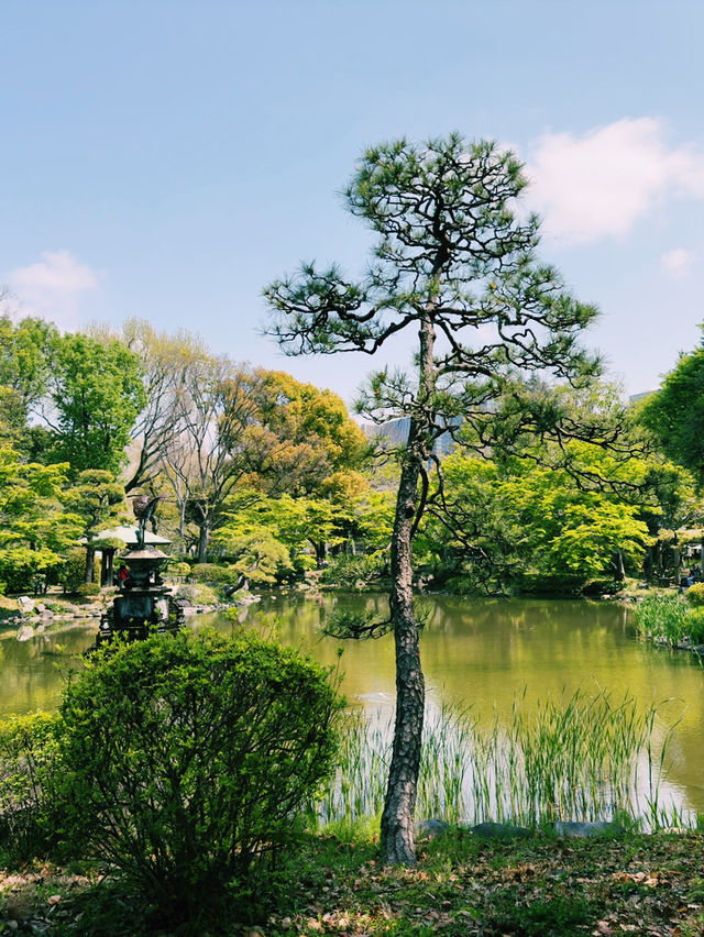 東京日比谷秋日自然散步🌳  