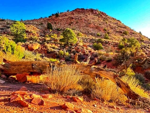 🌄 Oak Creek Canyon – A Scenic Drive Through Nature’s Masterpiece 🍃✨🇺🇸
