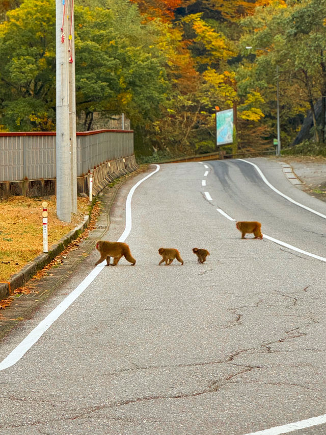 ⛰️협곡 열차를 탈 수 있는 온천 마을, ‘쿠로베 우나즈키 온센’ 가이드