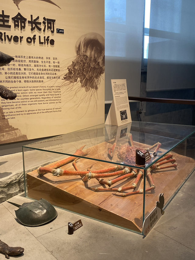 Shanghai Natural History Museum 🦖🦕🐘🦌🦒🦏🦥