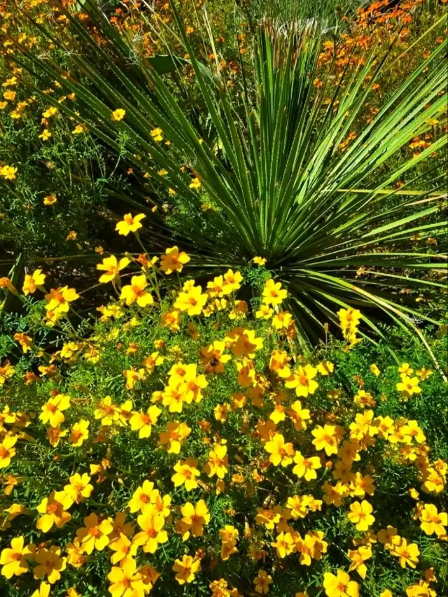 🌿 Winterbourne House & Garden – Birmingham’s Hidden Gem