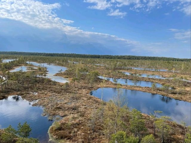 Explore Nature on Ķemeri Bog Trail