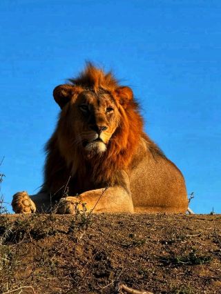 Madikwe野生動物保護區——隱藏的狩獵天堂