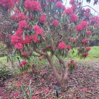 Auckland Botanic Gardens