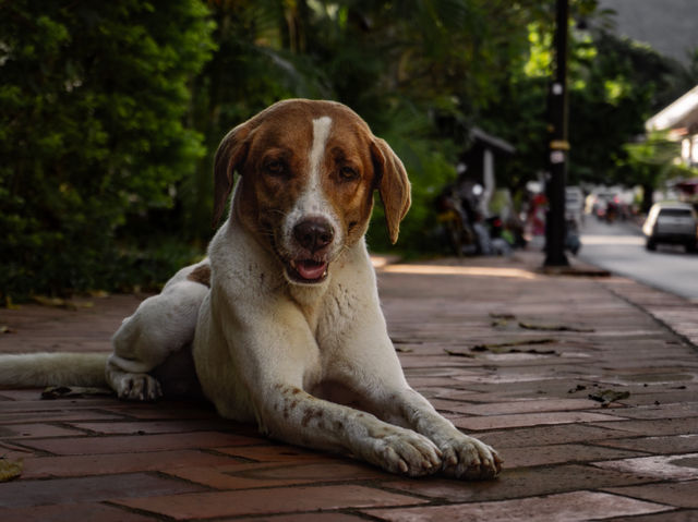 Luang Prabang Stroll