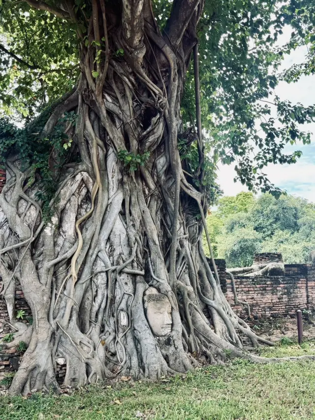 廢墟裡的微笑──大城|瑪哈泰寺「樹中佛頭」