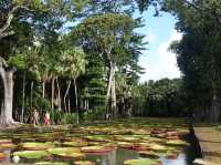 SSR Botanic Garden - Mauritius 