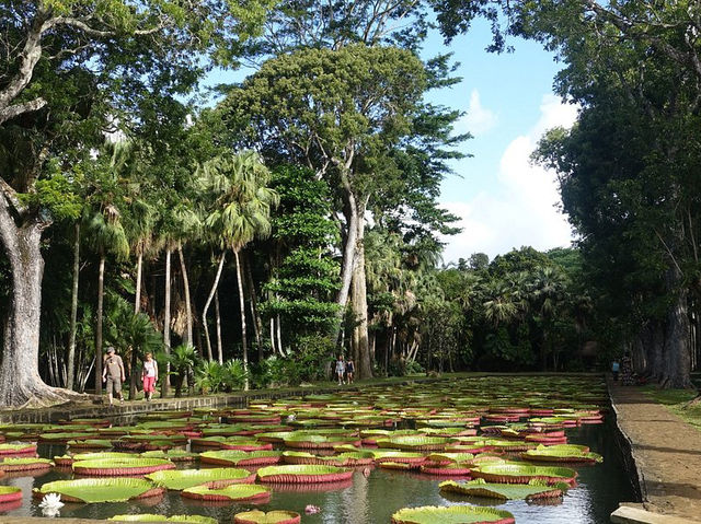 SSR Botanic Garden - Mauritius 