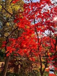 🌄✨ Kahlenberg – Vienna’s Scenic Skyline Escape