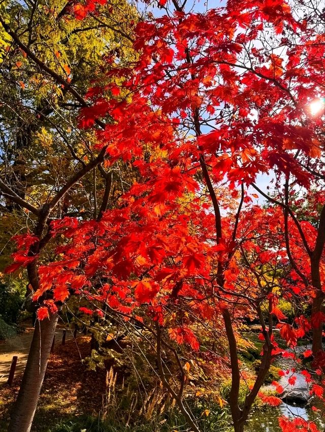 🌄✨ Kahlenberg – Vienna’s Scenic Skyline Escape