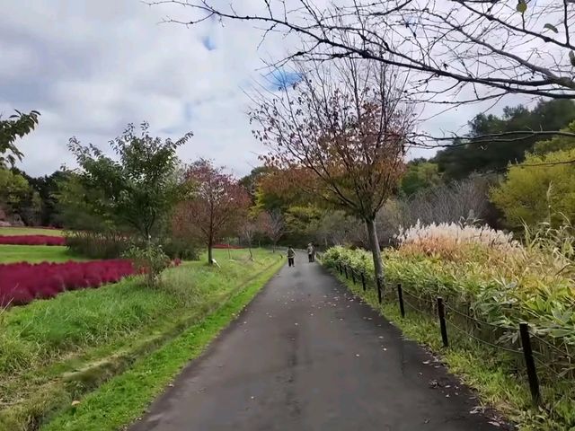 北海道秘境✨由仁花園3.2萬株地膚草鋪成秋日絨毯