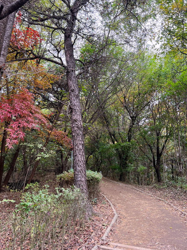 🌳🍁숲길에서