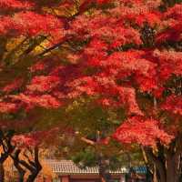 🏛️ Jongmyo Shrine – Seoul’s Timeless Confucian Heritage