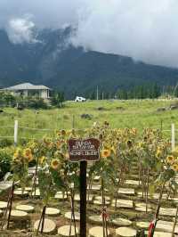Fresh air, green hills, and happy cows—Kundasang perfection🐄⛰️