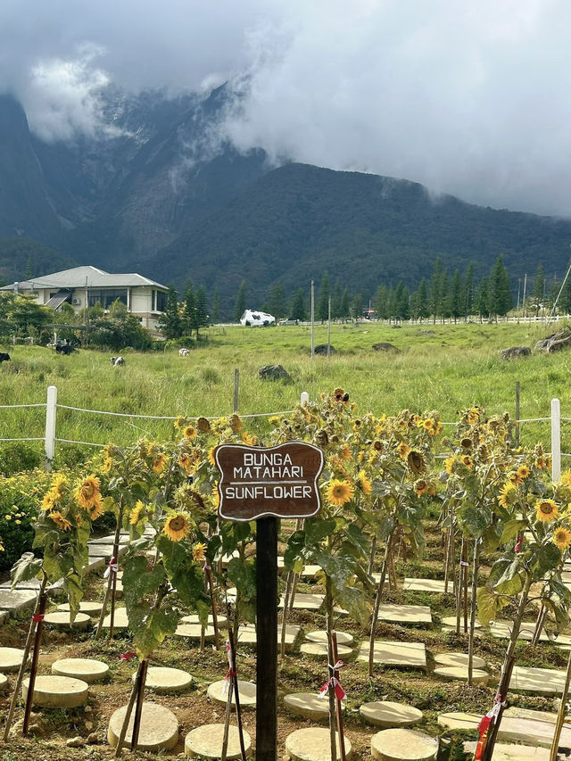Fresh air, green hills, and happy cows—Kundasang perfection🐄⛰️ Fresh air, green hills, and happy cows—Kundasang perfection🐄⛰️