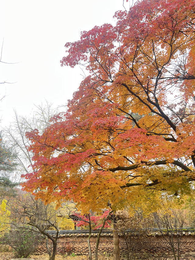Fall for Korean Folk Village 🍂🎭
