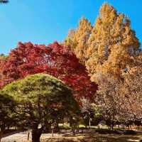 Autumn Foliage Framing the Presidential Villa