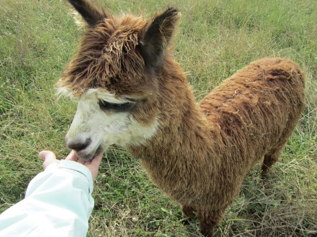 地下星河/懷託摩螢火蟲洞