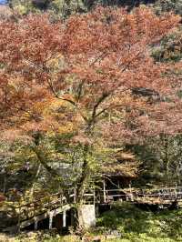 高千穗峽的🍁楓葉美到爆炸：一日遊看完我直接重刷人生
