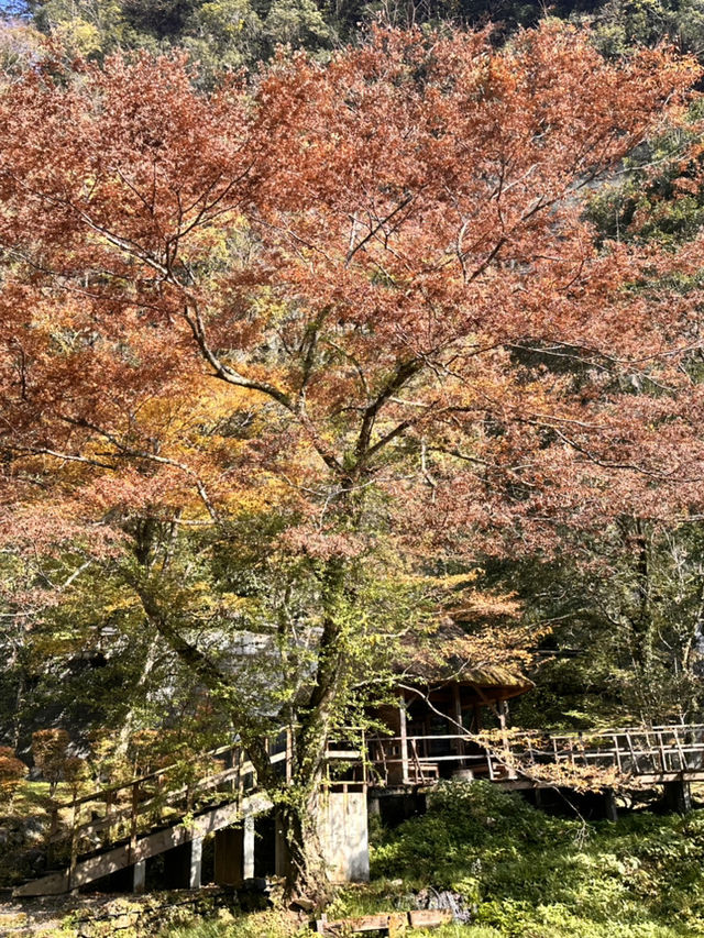 高千穗峽的🍁楓葉美到爆炸：一日遊看完我直接重刷人生