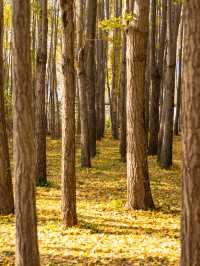 ๊ฒฝ์ฃผ ๋๋ฆฌ๋ง์ ์ํ๋๋ฌด ์ฒ