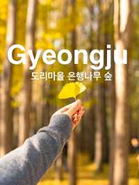 ๊ฒฝ์ฃผ ๋๋ฆฌ๋ง์ ์ํ๋๋ฌด ์ฒ