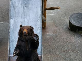 昭和新山熊牧場初次與熊相遇