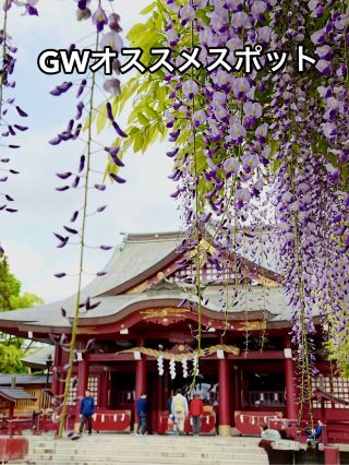 【GWオススメスポット Part 1】  境内前の樹齢400年の藤が見頃！