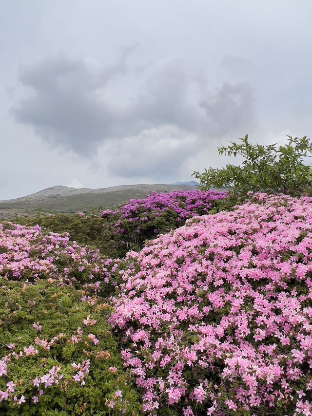 阿蘇火山 季節限定杜鵑花