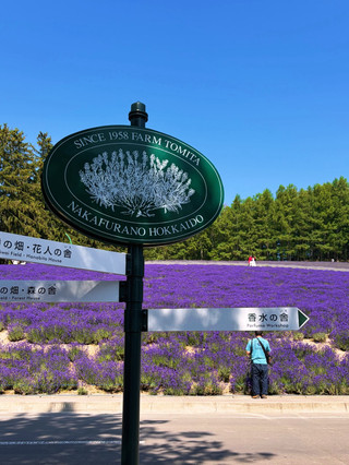 富田農場 – 北海道夢幻薰衣草田。