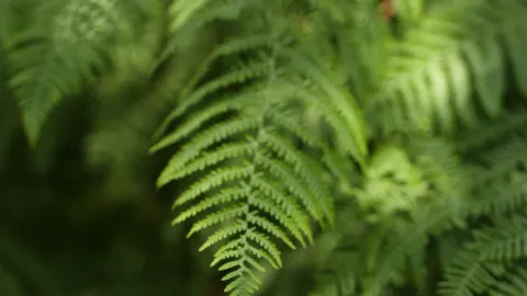 Лес Халдон: сказочное летнее убежище в Девоне 🌲✨ — traveler post in Эксетер