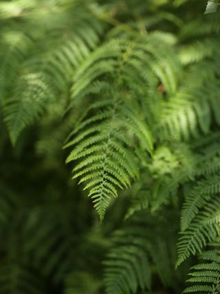 Haldon Forest: Devon’s Dreamy Summer Escape 🌲✨