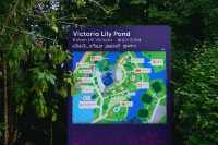 Singapore City Break: Finding a Peaceful Escape at Victoria Lily Pond