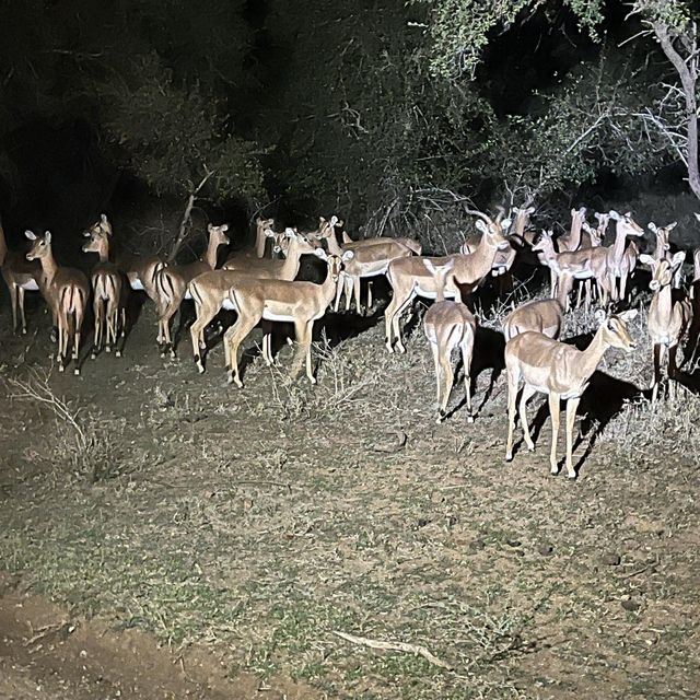 Kruger National Park