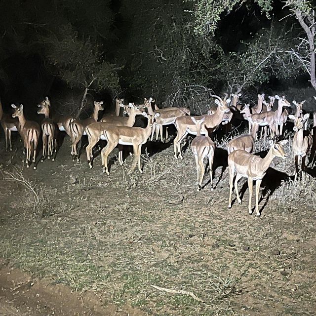 Kruger National Park