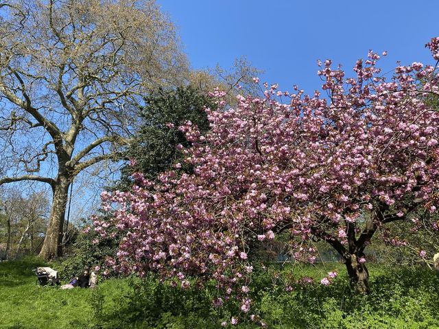 🇬🇧영국 런던 리젠트 공원, 런던의 봄을 만끽하다 🌸