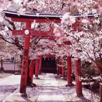 Sakura Spectacle: Tokyo's Blossom Ballet!🌸
