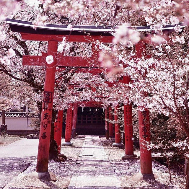 Sakura Spectacle: Tokyo's Blossom Ballet!🌸