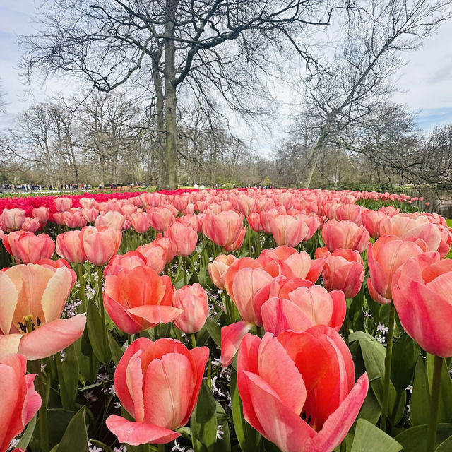 Flower Power: My Bloomin' Fantastic Keukenhof