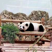 🎠動物遊樂園🦁冒險大世界🎡棲息著160種動物🐼