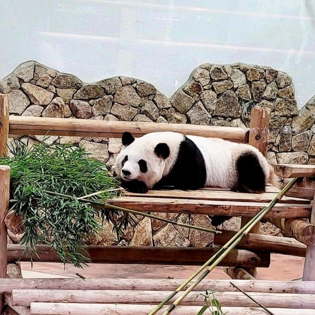 🎠動物遊樂園🦁冒險大世界🎡棲息著160種動物🐼