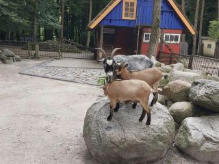 Zoo Stralsund 🗺️