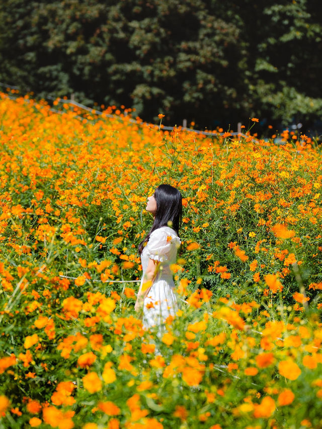 🍁 올림픽공원 들꽃마루