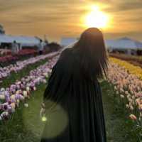 Beautiful Tully’s Tulip Farm 