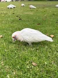 Picture perfect spots in Featherdale Sydney Wildlife Park