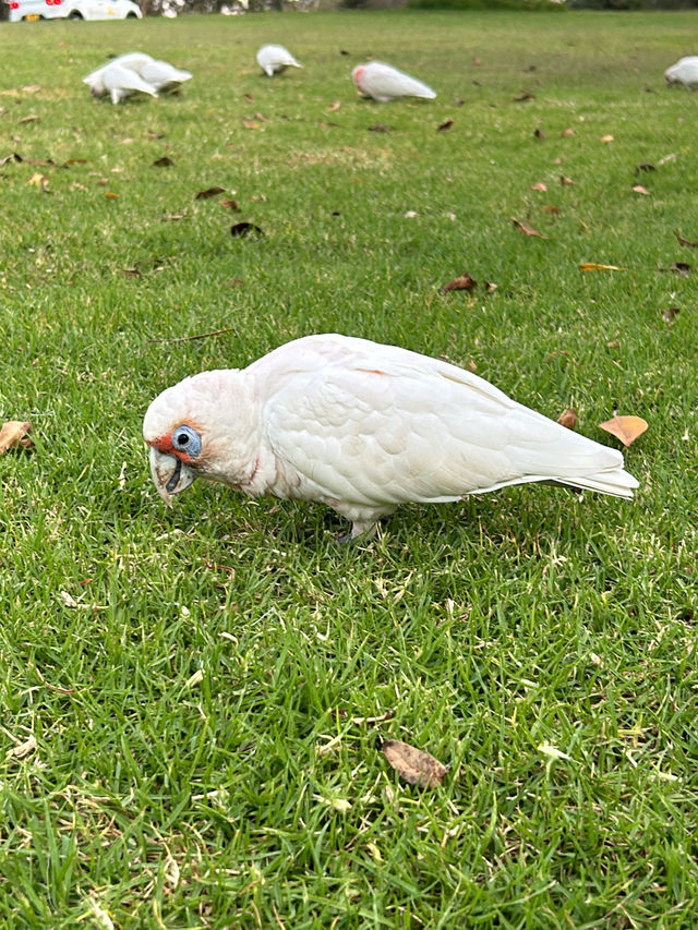 Picture perfect spots in Featherdale Sydney Wildlife Park
