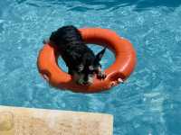 Pool Party Fun