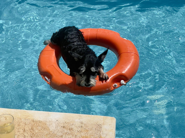 Pool Party Fun